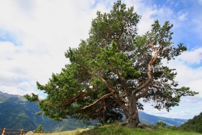 Die Zirbe – Wissenswertes über Baum, Holz und Verwendung